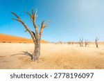 Dead tree in the desert in Namibia