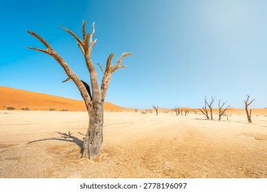 Dead tree in the desert in Namibia