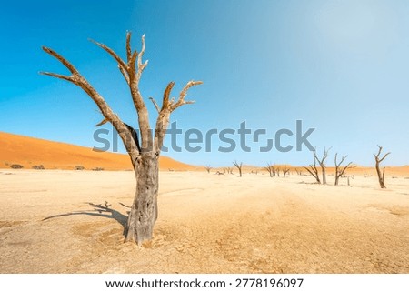 Dead tree in the desert in Namibia