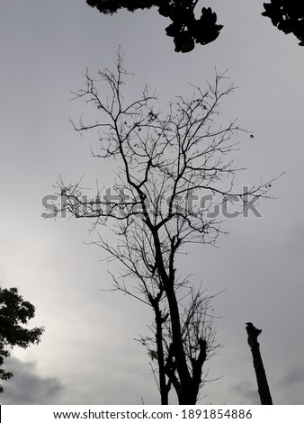 Similar – Image, Stock Photo alone Tree Man Winter