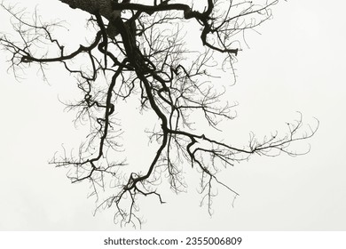 dead tree or Dry tree branches isolate on white background. - Powered by Shutterstock