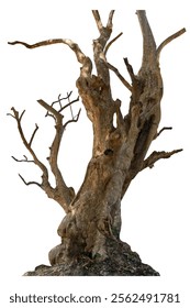 Dead tree with dry trunk and branches, beautiful natural Image, Isolated on white background with clipping path.