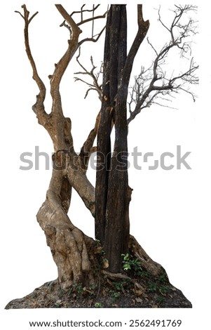 Dead tree with dry trunk and branches, beautiful natural Image, Isolated on white background with clipping path.