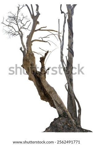 Dead tree with dry trunk and branches, beautiful natural Image, Isolated on white background with clipping path.