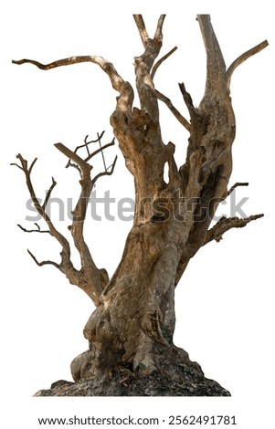 Dead tree with dry trunk and branches, beautiful natural Image, Isolated on white background with clipping path.