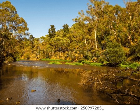 Dead Tree Ducks Down To Rapids