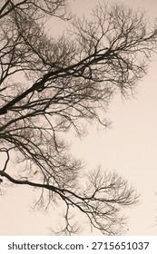 A dead tree during dusk
