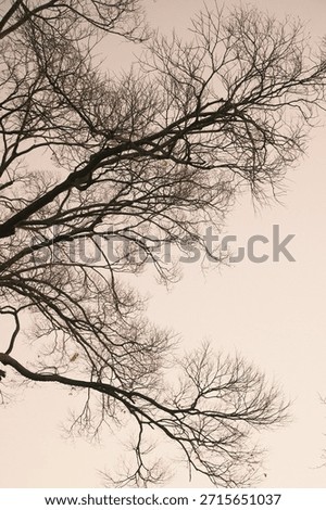 A dead tree during dusk