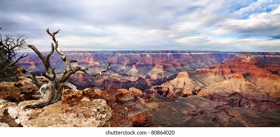 A Dead Tree At The Edge, Yaki Point Overlook, South Rim View, Grand Canyon National Park, Arizona, USA