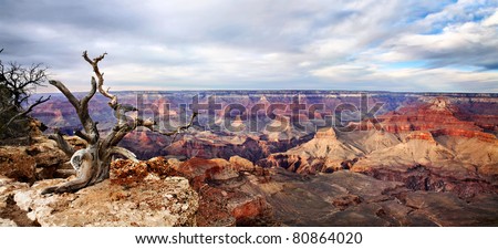 A Dead Tree At The Edge, Yaki Point Overlook, South Rim View, Grand Canyon National Park, Arizona, USA