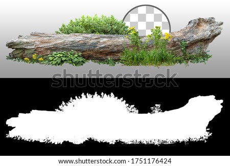 Dead tree fallen and lying on the ground.
Cutout tree trunk surrounded by flowers.
Garden design isolated on transparent background. Flowering shrub and green plants for landscaping. Flowerbed.
