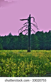 a dead tree in the field