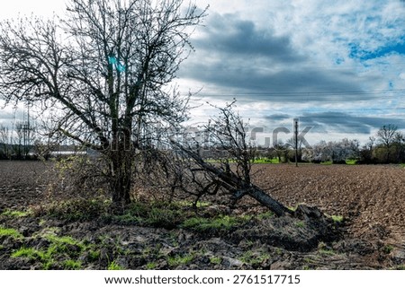 Dead tree in the field and forest