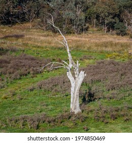 Dead Tree In A Field, Tharwa, ACT, May 2021