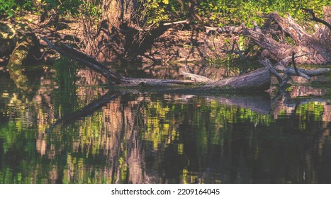 A Dead Tree Floating In The Water Of A Lake, As It Is Reflected With The Forest Behind It