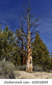 Dead tree in the forest