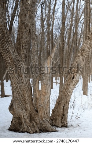 Dead tree in the forest. Close-up of an old tree.