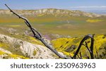 Dead tree framing, a view of the Elkhorn Plain, and the southern end, of the Temblor Range; Carrizo Plain super, bloom; Elkhorn Plain and, the 4WD trail, onto Temblor ridge; Carrizo Plain, super bloom