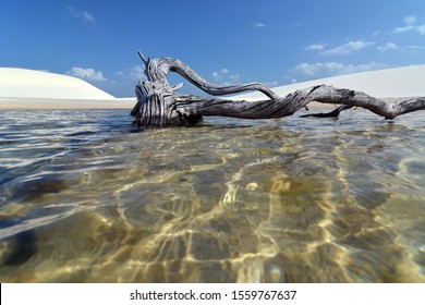 Dead Tree In A Freshwater Lagoon, Parque Nacional Dos Lençóis Maranhenses Or Lençóis Maranhenses National Park, Maranhão, Brazil