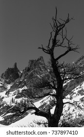 Dead Tree in Front of Mountain Range