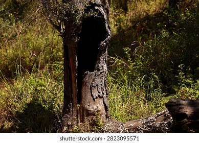 Dead Tree With Gaping Hole