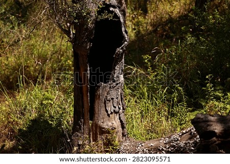 Dead Tree With Gaping Hole