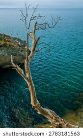 A dead tree hangs over the edge of the ocean on the coast of Washington State