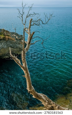 A dead tree hangs over the edge of the ocean on the coast of Washington State