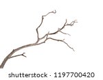 Dead tree isolated on white background, Dead branches of a tree.Dry tree branch.Part of single old and dead tree on white background.