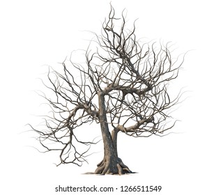 Dead tree isolated on white background.