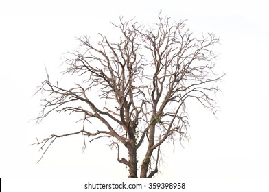 Dead Tree Isolated On White Background