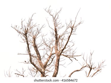 Dead Tree Isolated On White Background