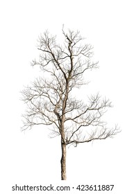 Dead Tree Isolated On White Background