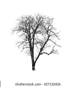 Dead Tree Texture Images Stock Photos Vectors Shutterstock - dead tree texture roblox