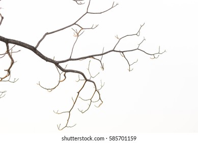 Naked Branches Tree Isolated On White Foto De Stock Shutterstock