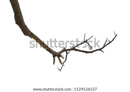Dead tree isolated on white background, Dead branches of a tree.Dry tree branch.Part of single old and dead tree on white  background.