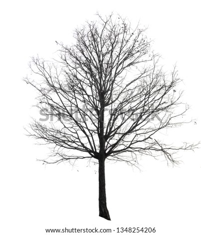 dead tree isolated on white background