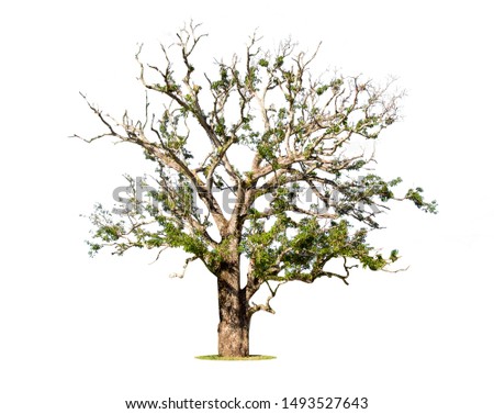 Dead tree isolated on white background