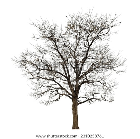 dead tree isolated on white background.
