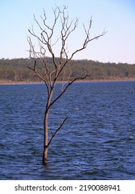 Dead Tree In A Lake Of Water With A Hill In The Background