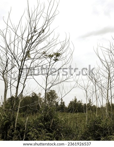 dead tree, dead leafless tree