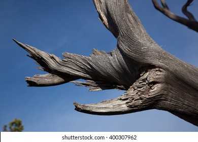 Dead Tree Limb Against A Blue Sky