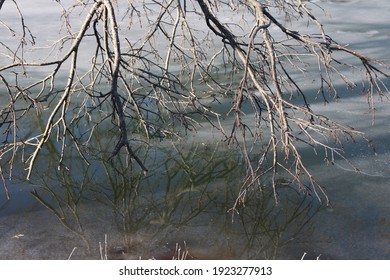 A Dead Tree Limb Hanging Over The Frozen Lake