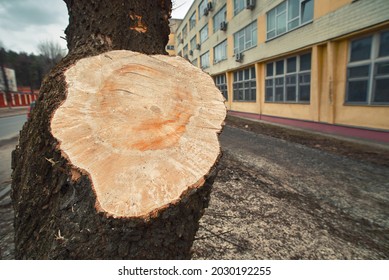 Dead Tree Limb Romoval. Сutted Pruning Tree Branch. Tree And Branch Maintenance In The City. Municipal Arborist Service. Dangerous And Emergency Tree Limb In The City.