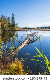 Dead Tree Log Floating In A Lake