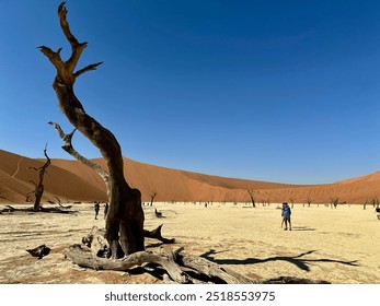 Dead tree in the middle of the desert.
Deadvlei, Namibia - Powered by Shutterstock