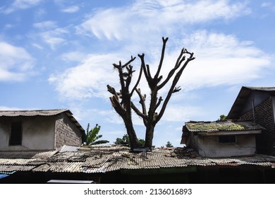 A Dead Tree In The Middle Of The House. Illustration Of Destruction, Imbalance, Powerlessness Of Nature, Etc
