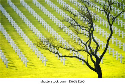 The Dead Tree And The Military Cemetery