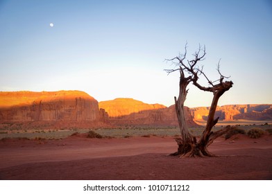 Dead Tree in Monument Valley