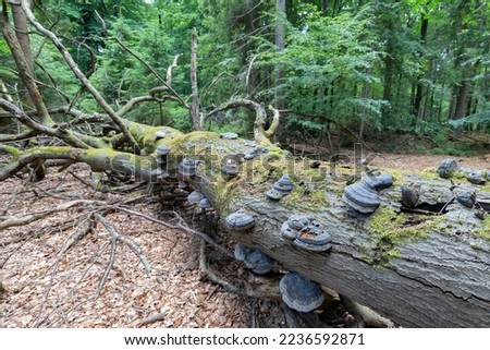 dead tree in natural forest is decomposed by fungi